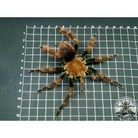 Pamphobeteus mascara / Manabi birdeater  ADULT    [F]